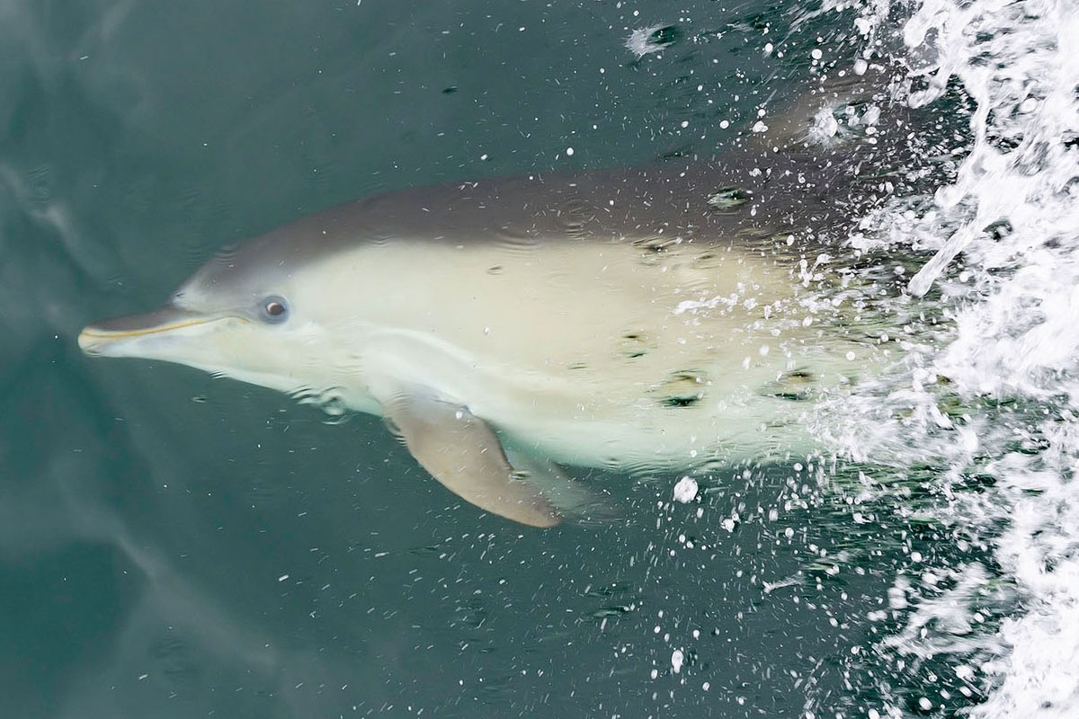 Dolphin watching us at Divers Eye Boat trips
